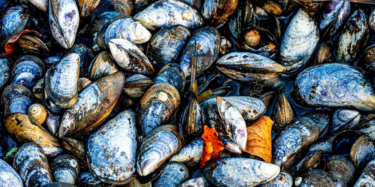 JAMES N AHERN — cold-water seafood hero